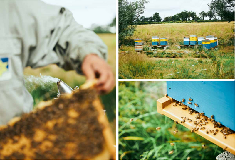 Manuka Honey from New Zealand